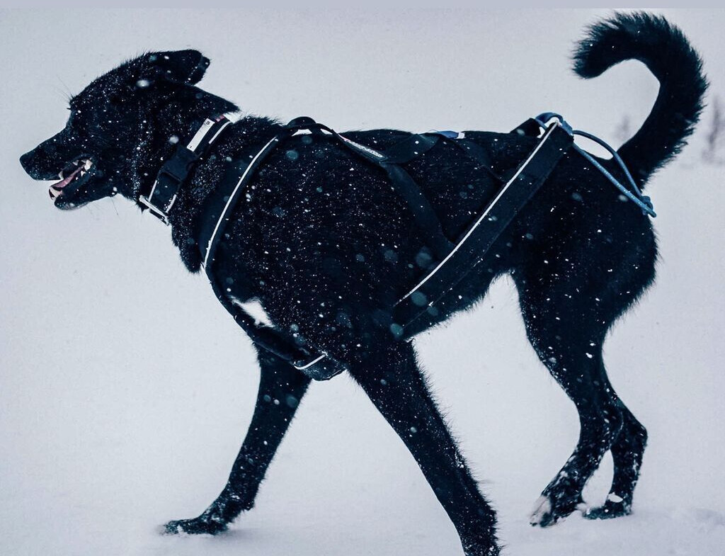 Non-stop dogwear Collier pour chien schwarz L
