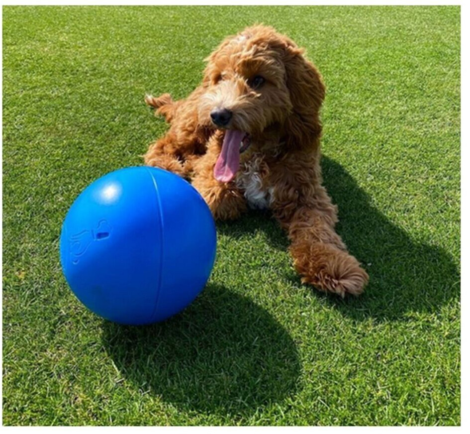 The Company of Animals Balle pour chien 20cm multicolor