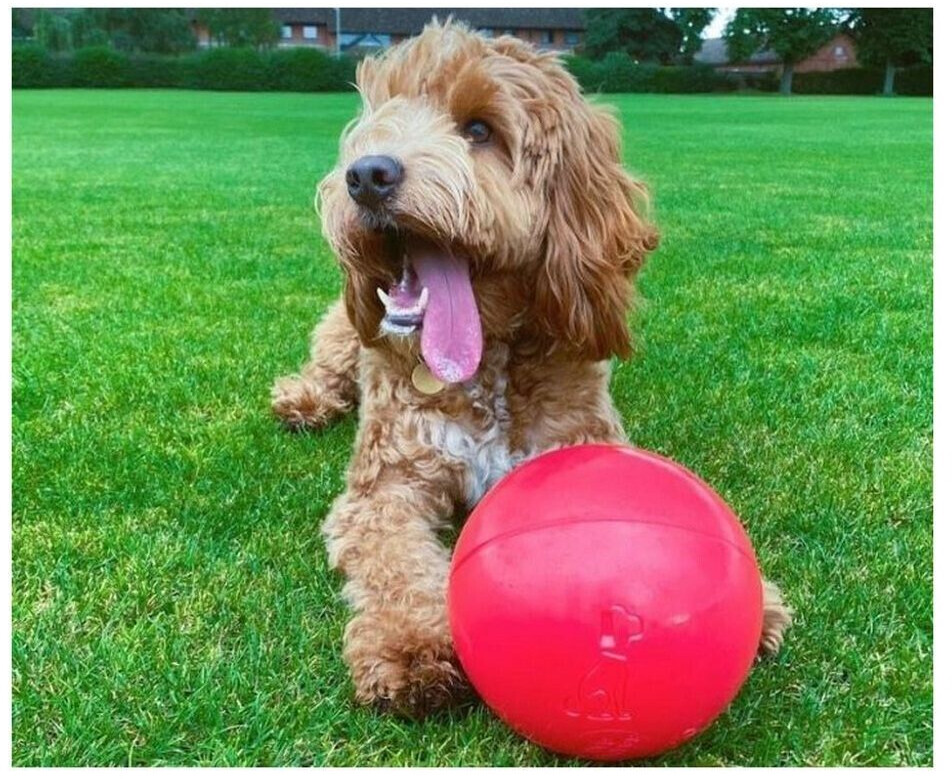 The Company of Animals Balle pour chien 20cm multicolor