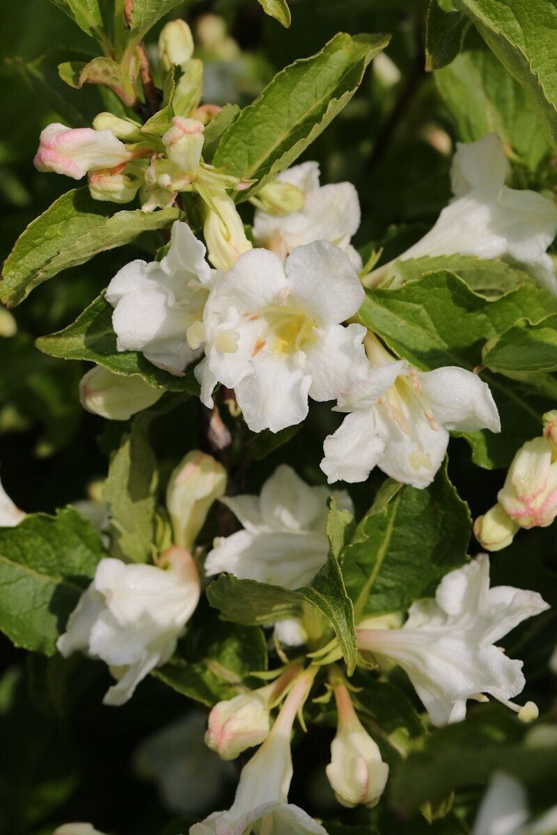 PFS Gartenwelten Weigelie Snowflake 3040 cm (104176) ab 24,99