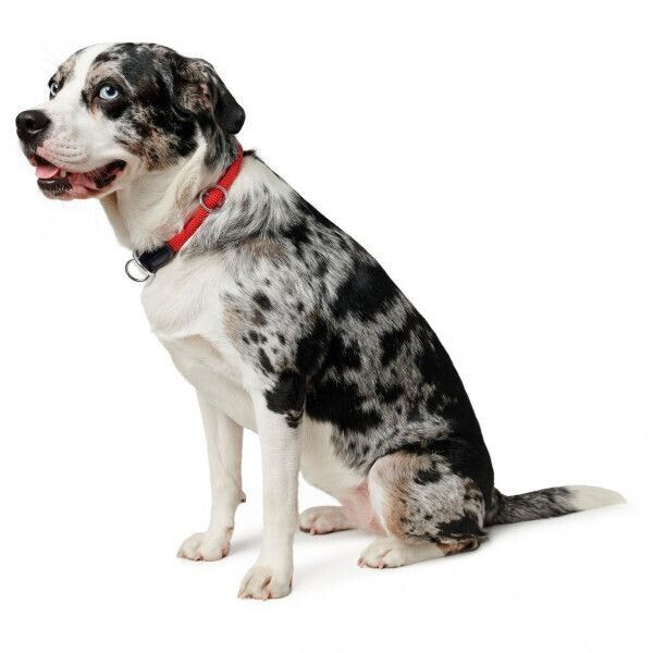 HUNTER Collier pour chien Freestyle collar dark brown HUNTER Collier pour chien Freestyle collar dark brown
