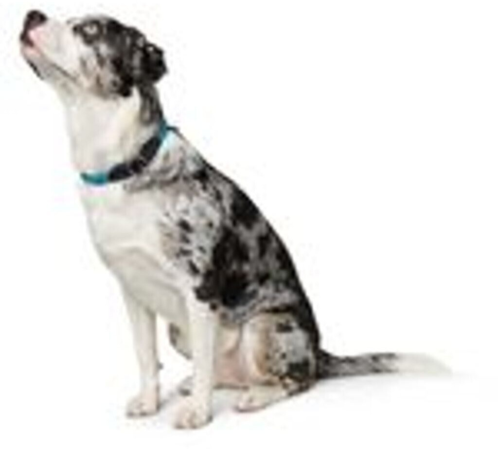 HUNTER Collier pour chien Freestyle collar gray 45cm 10mm HUNTER Collier pour chien Freestyle collar gray 45cm 10mm
