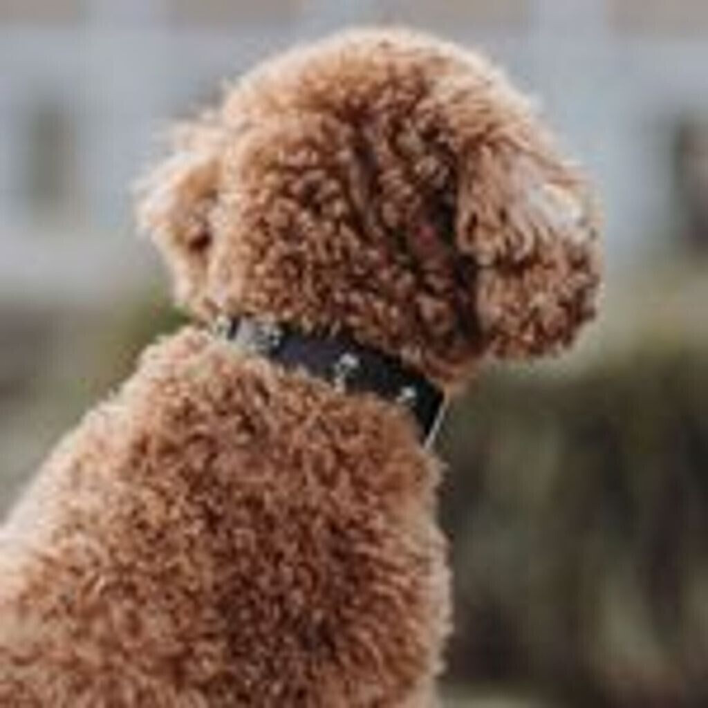 HUNTER Collier pour chien HUNTER Collier pour chien