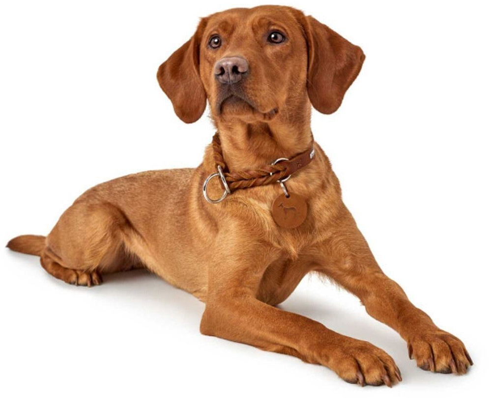 HUNTER Collier pour chien cognac 50cm 1.8cm HUNTER Collier pour chien cognac 50cm 1.8cm