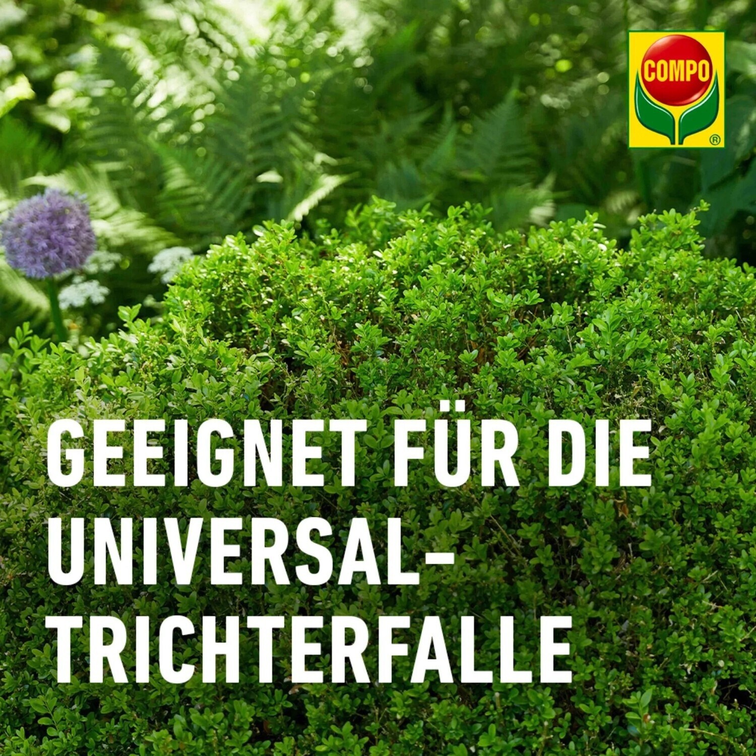 COMPO BIO Buchsbaumznsler Lockstoff 4 Stk. (22592) ab 9.99  | Vergleiche  10 Angebote auf idealo.de