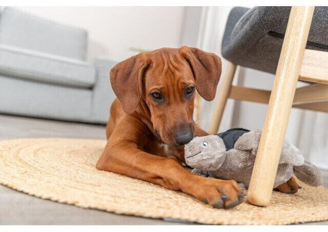 Trixie Peluche pour chien