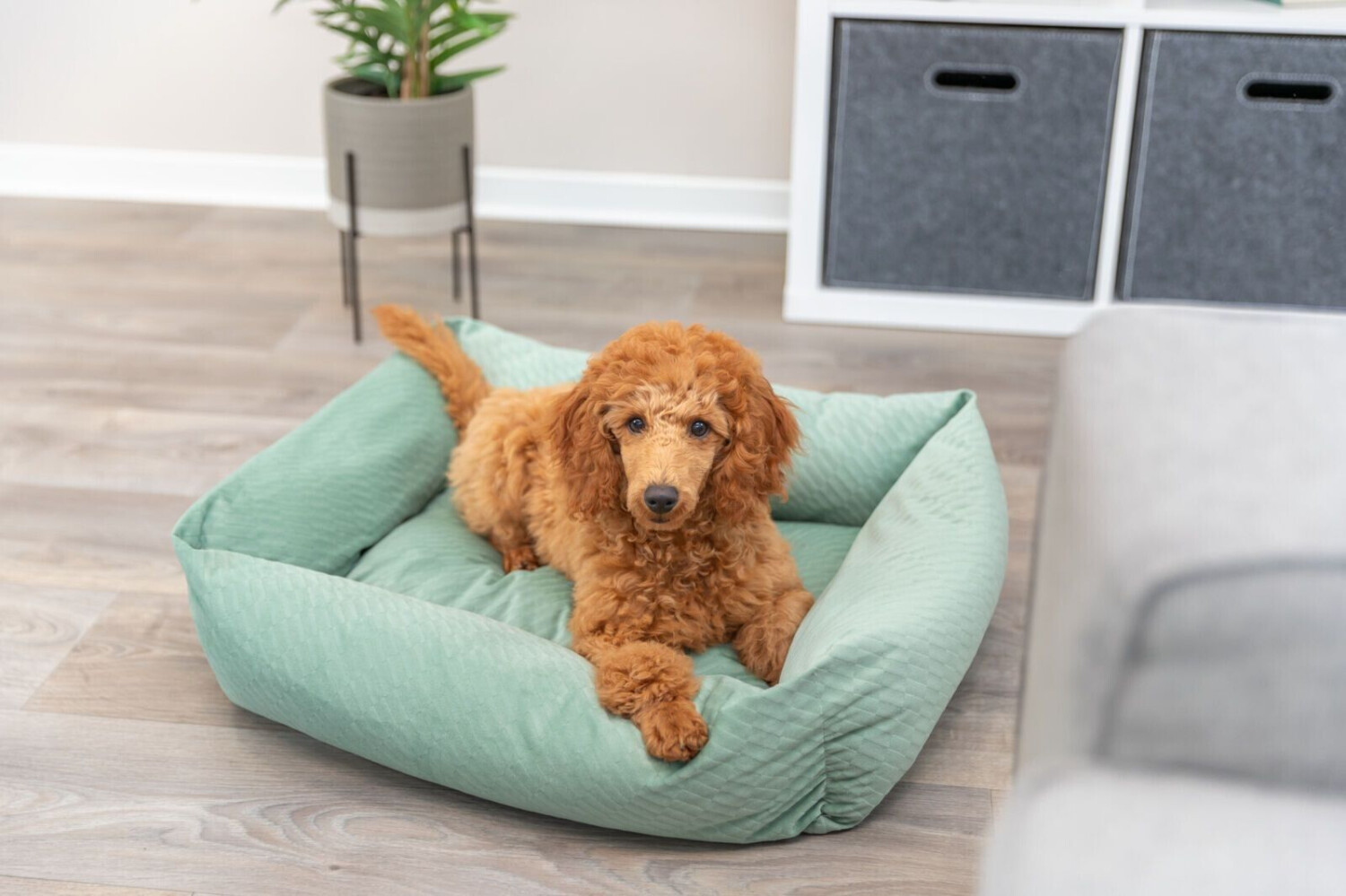 Trixie Lit pour chien 60x50cm sage Trixie Lit pour chien 60x50cm sage