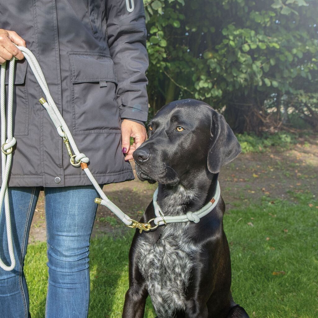 Trixie Collier pour chien 1984516 Trixie Collier pour chien 1984516