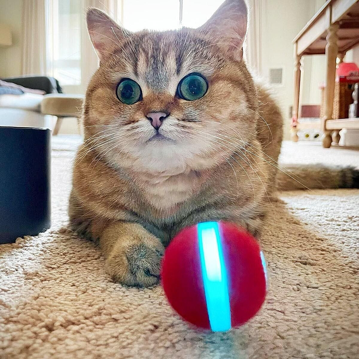 Cheerble Balle pour chat red Cheerble Balle pour chat red