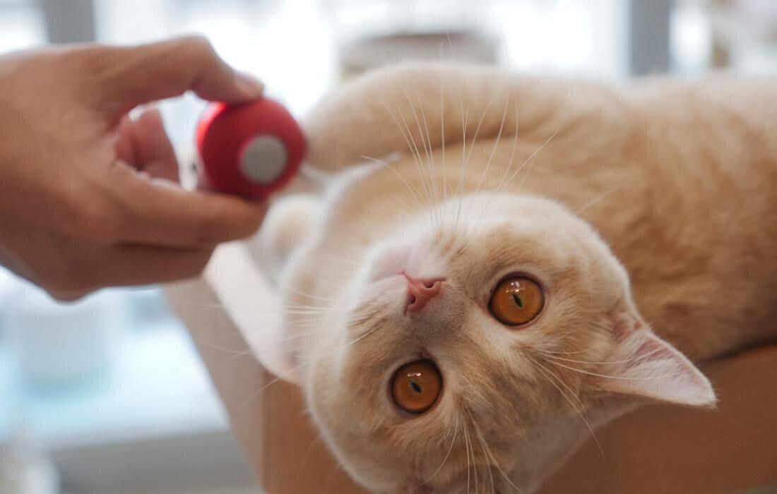 Cheerble Balle pour chat red Cheerble Balle pour chat red