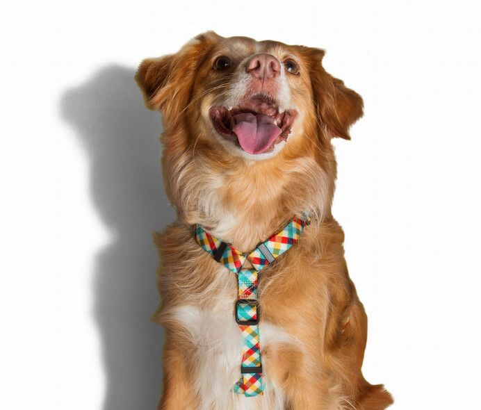 Zee.Dog Harnais pour chien XS