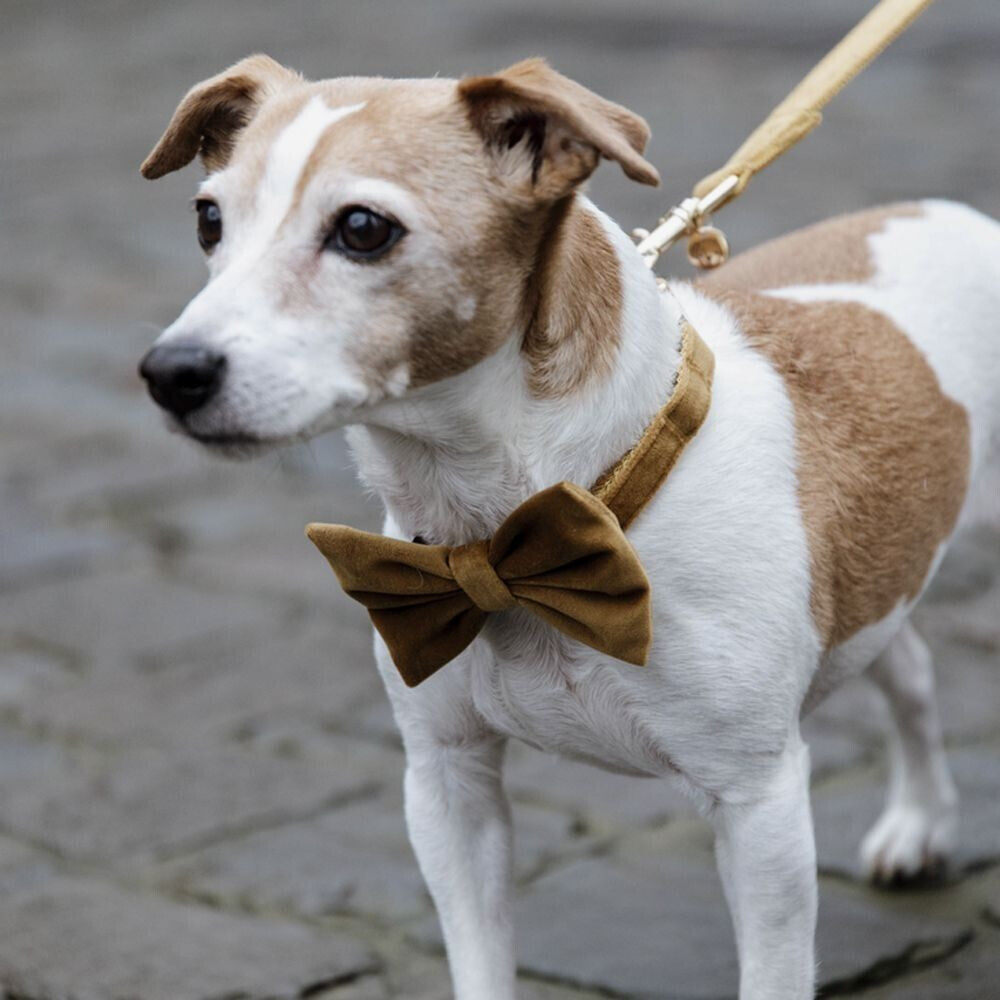 Kentucky Accessoires de mode pour chien Kentucky Accessoires de mode pour chien
