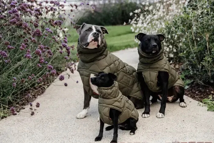 Xxxs dog clothes on sale