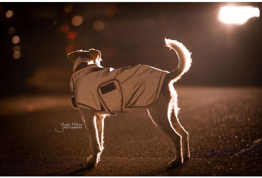 Kentucky Manteau pour chien 52125