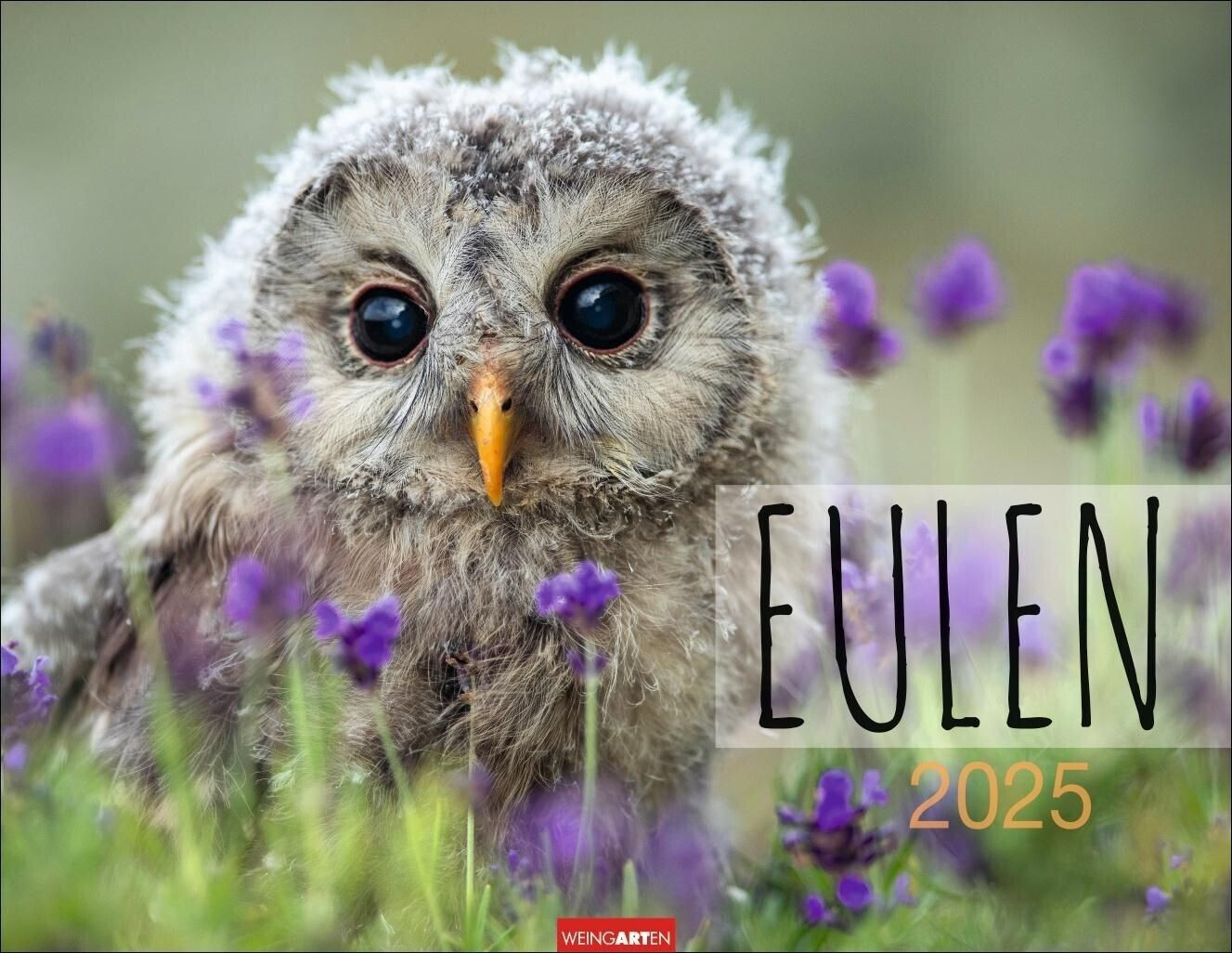 Weingarten Verlag Eulen Kalender 2025 44x34cm (German)
