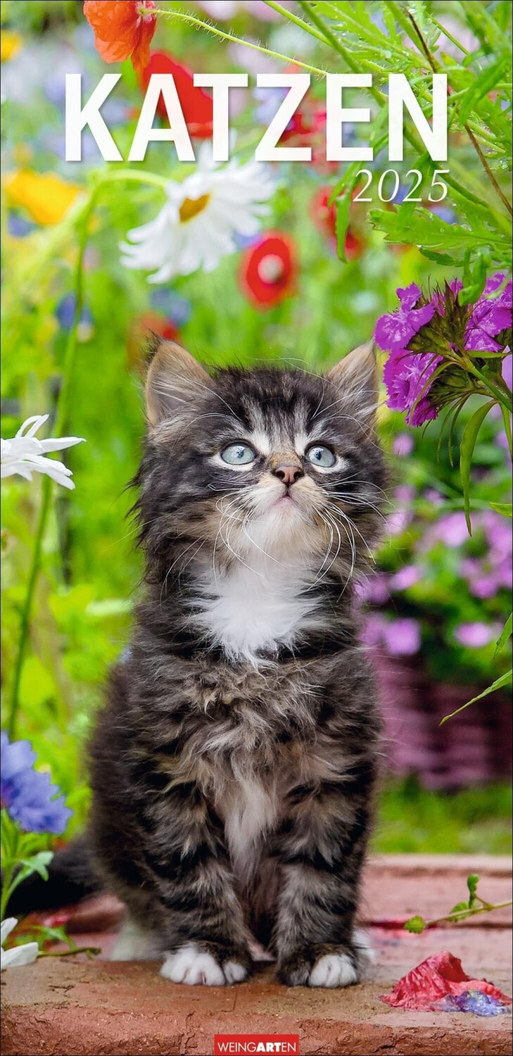 Weingarten Verlag Katzen Kalender 2025 33x68cm (German)