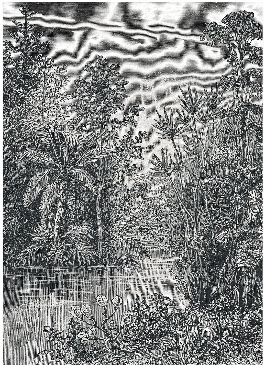 Art for the home Jungle zwart - wit 280 x 200 cm