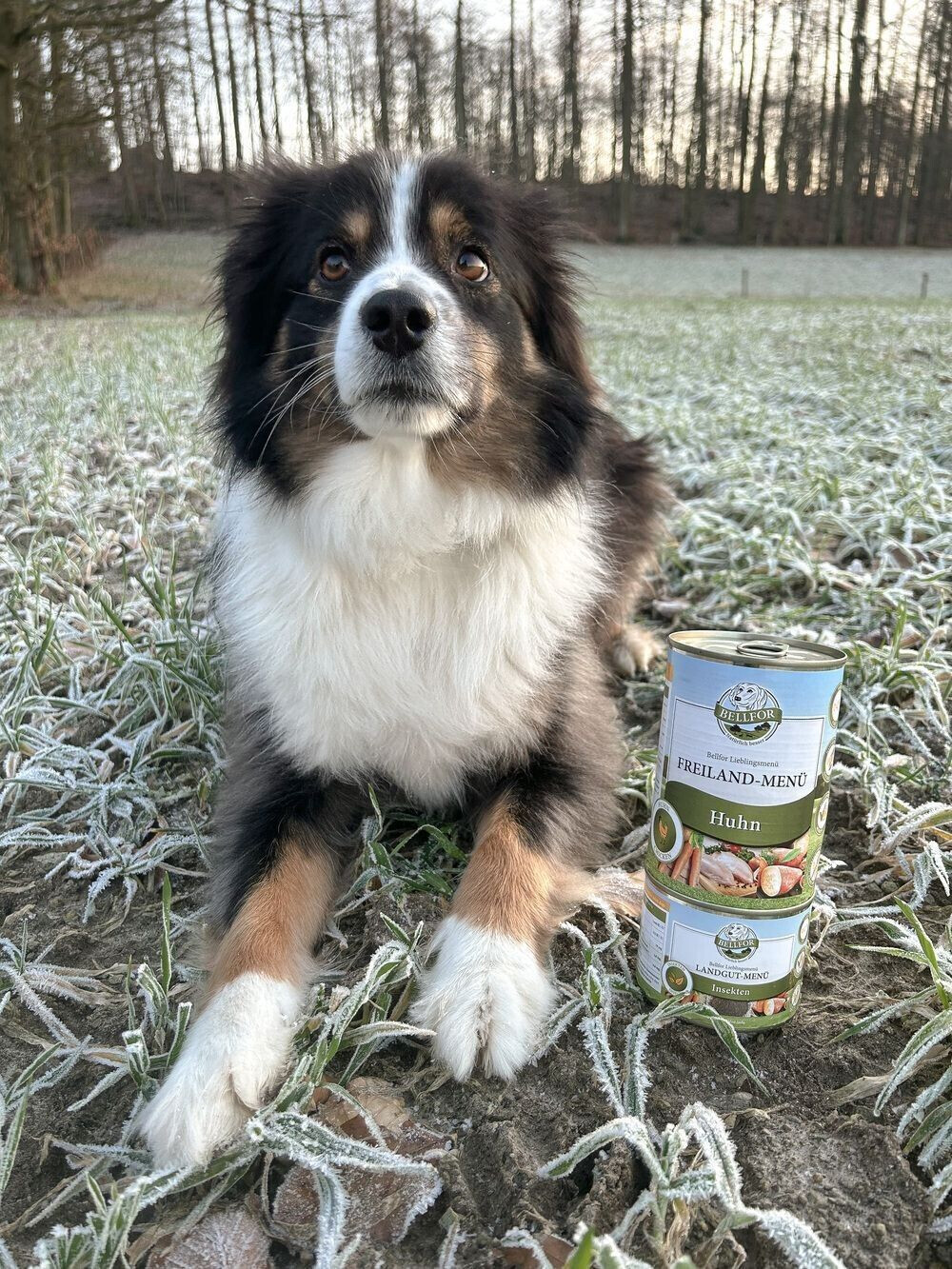 Bellfor Pâtée pour chien 800g Bellfor Pâtée pour chien 800g