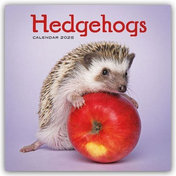 Stürtz Verlag Hedgehogs - Igel 2025 Wand-Kalender ab € 12,99 