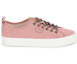 Armistice rose new arrivals