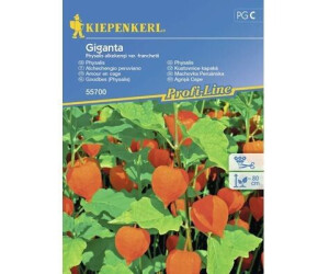 Kiepenkerl Lampionblume