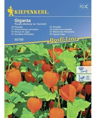 Kiepenkerl Kiepenkerl Lampionblume - Product image 1 of 2
