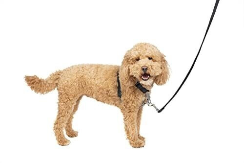 Petsafe Harnais 3 en 1 avec laisse 2 points noir S