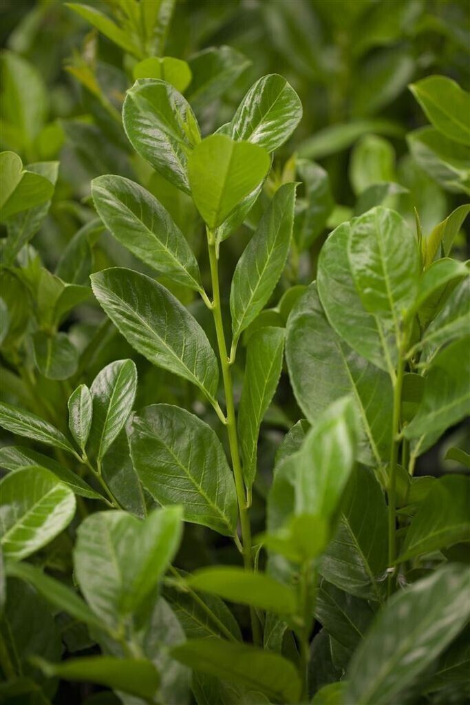 Pflanzenfürdich Kirschlorbeer 'Rotundifolia' Prunus laurocerasus C 40