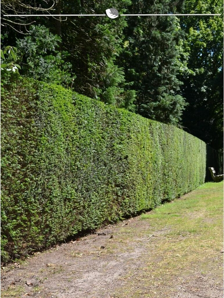Gardline Taxus baccata 160180 cm. 3 . Eibenhecke als Sichtschutz Hecke