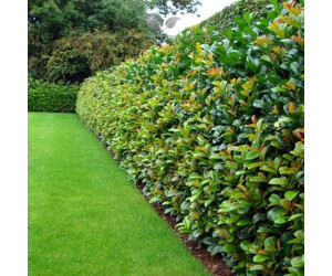 Gardline Kirschlorbeer Etna 100120 cm. 30 . Hecke immergrün