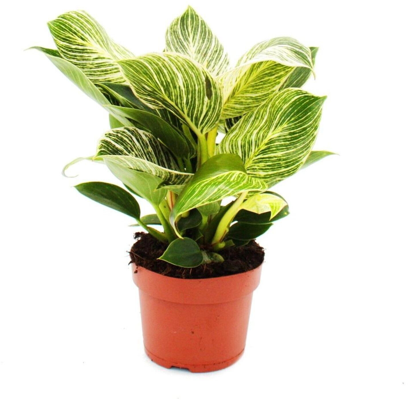 Exotenherz Philodendron White Wave weißgestreifter Baumfreund 12cm