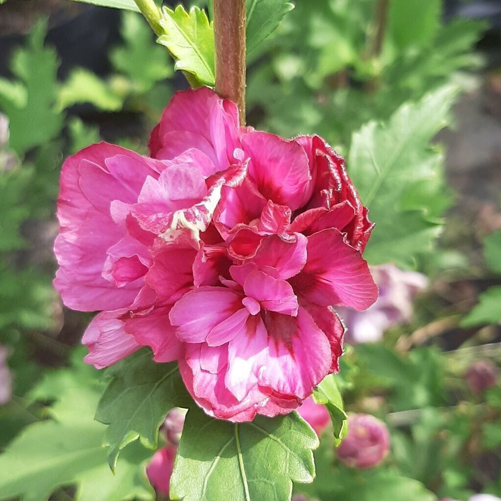 Müllers Grüner Garten Shop Roseneibisch Gartenhibiskus Duc de Brabant