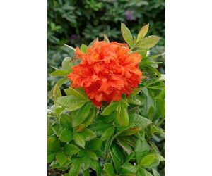 Pflanzen-fr-dich Azalee Rhododendron 'Gibraltar' C5 40-50cm, duftend,  winterhart ab 23.99  | Vergleiche 1 Angebote auf idealo.de