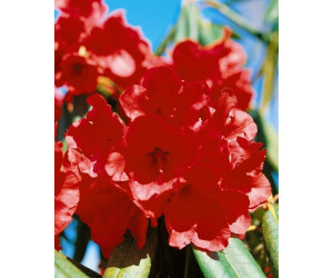 Pflanzen-fr-dich Azalee Rhododendron 'Gibraltar' C5 40-50cm, duftend,  winterhart ab 23.99  | Vergleiche 1 Angebote auf idealo.de