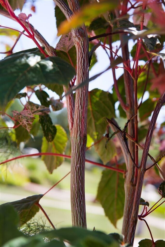 Pflanzenfürdich Acer conspicuum 'Red Flamingo', Zierahorn, auffällig