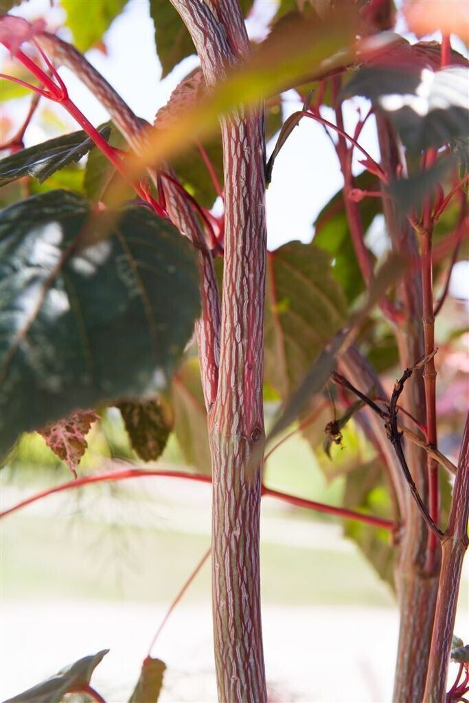 Pflanzenfürdich Acer conspicuum 'Red Flamingo', Zierahorn, auffällig