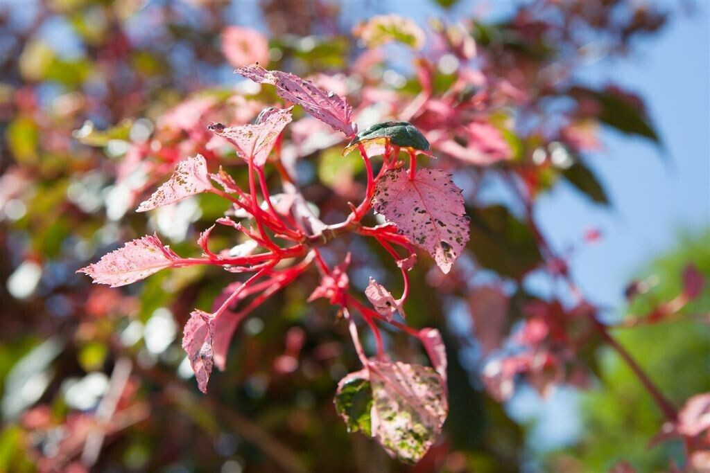 Pflanzenfürdich Acer conspicuum 'Red Flamingo', Zierahorn, auffällig