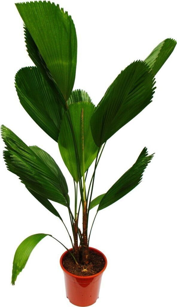Exotenherz Strahlenpalme Licuala grandis Zimmerpalme Vanuatu