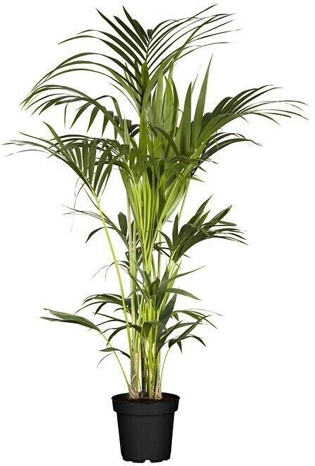 campbell fargesia Fargesia robusta 'Campbell' | Clumping Bamboo - Height 150-180cm