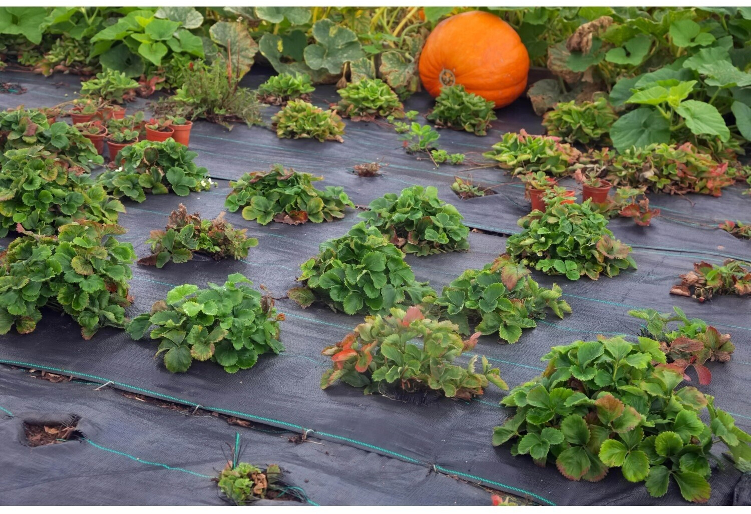 Aquagart Aquagart Ground fabric mulch film 100g/m² 1,65m width 144m² black - detail view