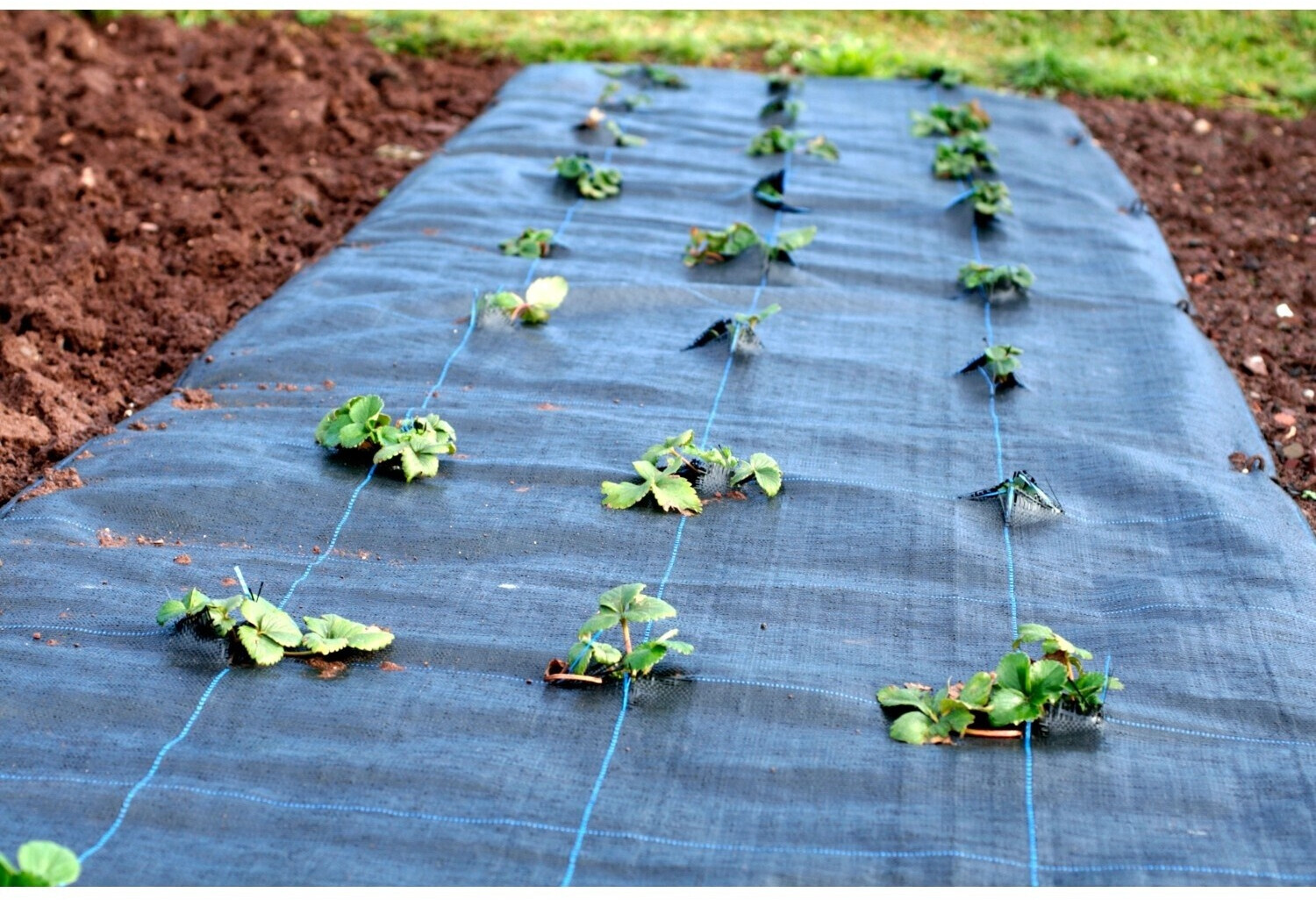 Aquagart Aquagart Ground fabric mulch film 100g/m² 1,65m width 600m² black - view 6