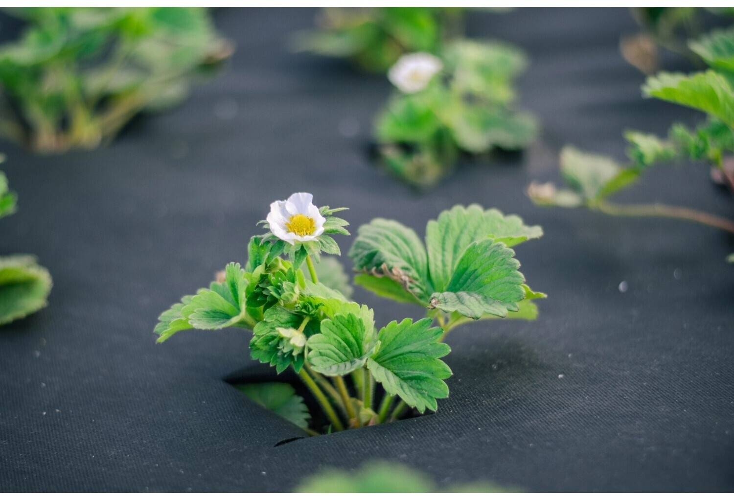 Aquagart Aquagart Garden fleece ground fabric 150g/m² 1m width 40m² PES - detail view