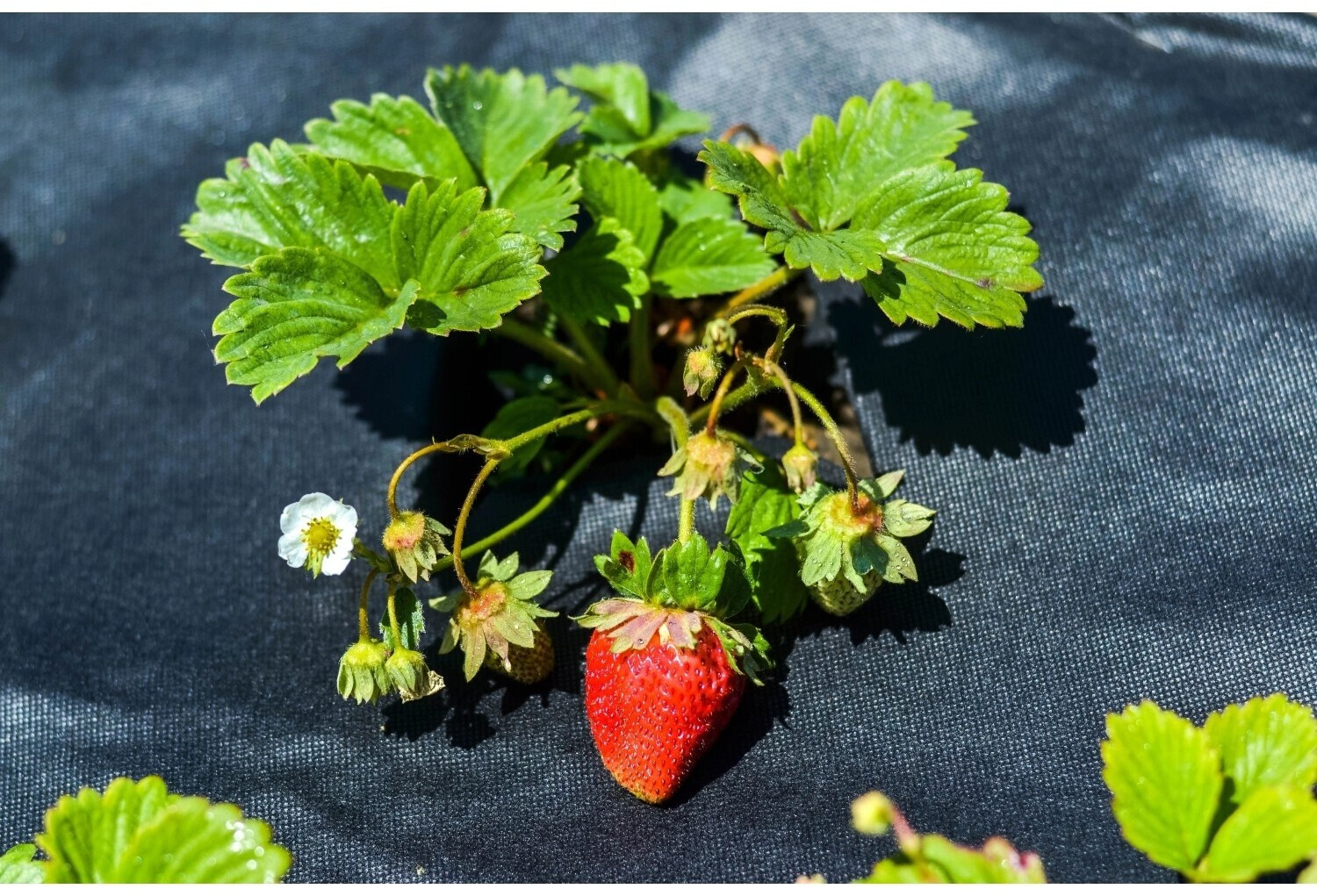 Aquagart Aquagart Garden fleece ground fabric 150g/m² 1m width 40m² PES - alternate view