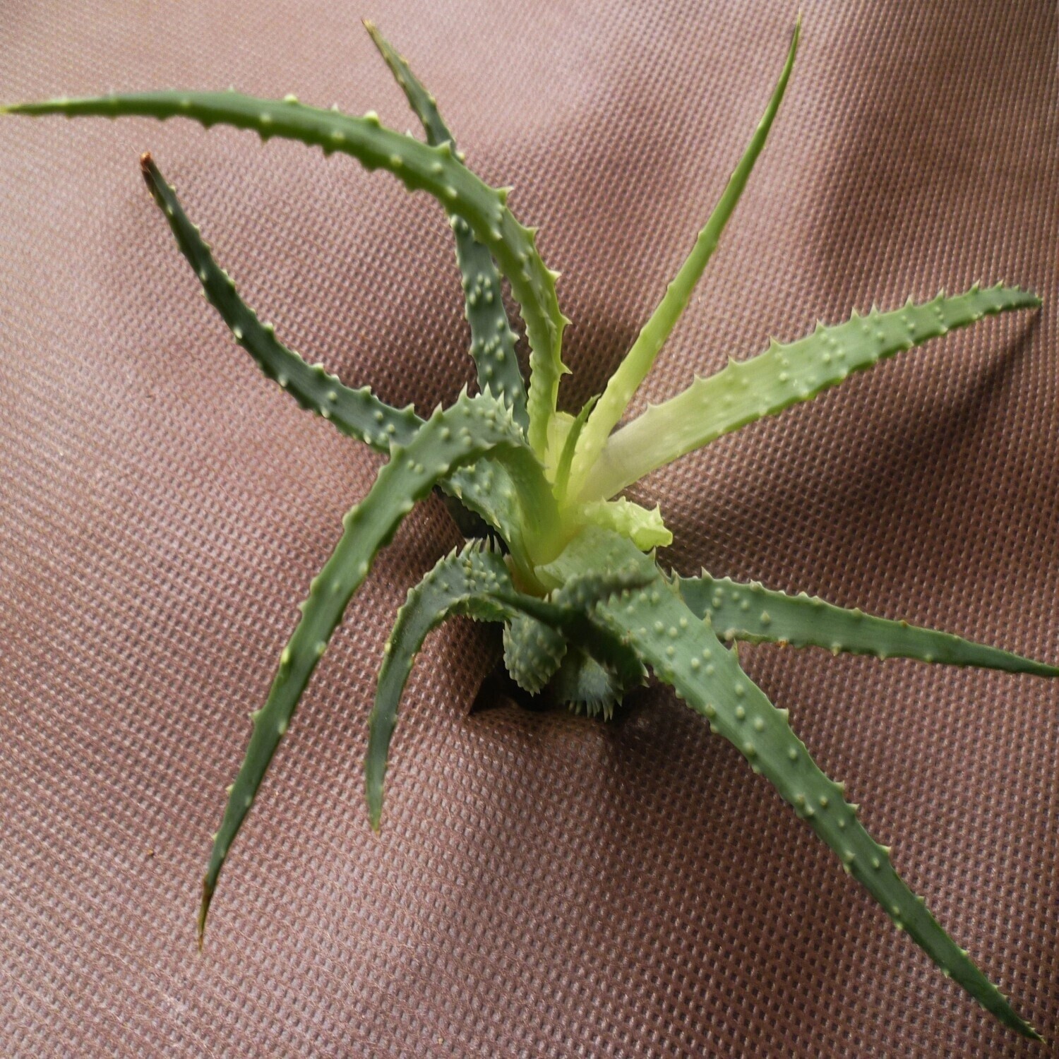 Aquagart Aquagart Garden fleece mulch fleece 80g/m² 1,4m width 56m² brown - view 6