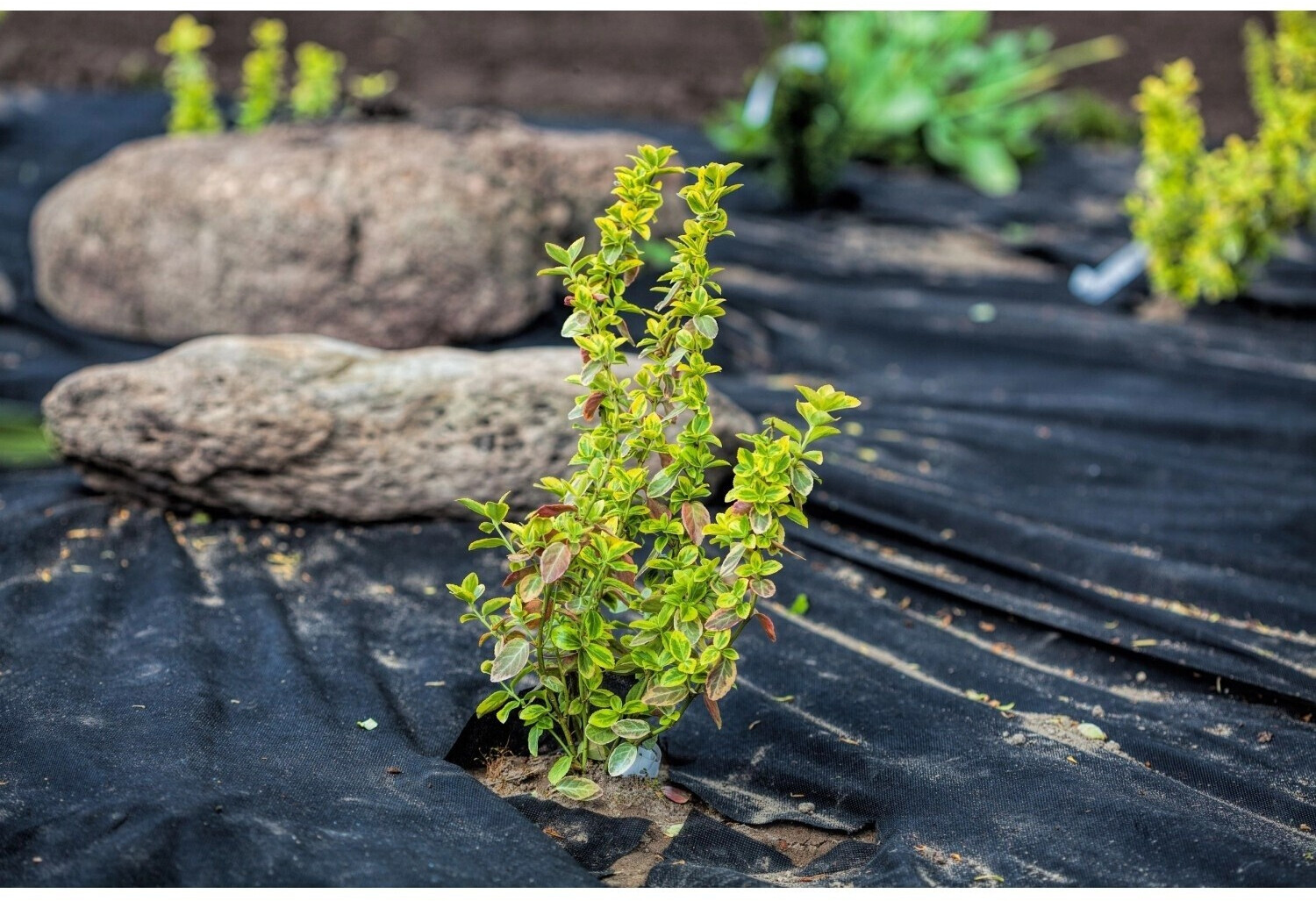 Aquagart Aquagart Weeds fleece UV stable with 2 surfaces PES/PP 300 x 1m - side view