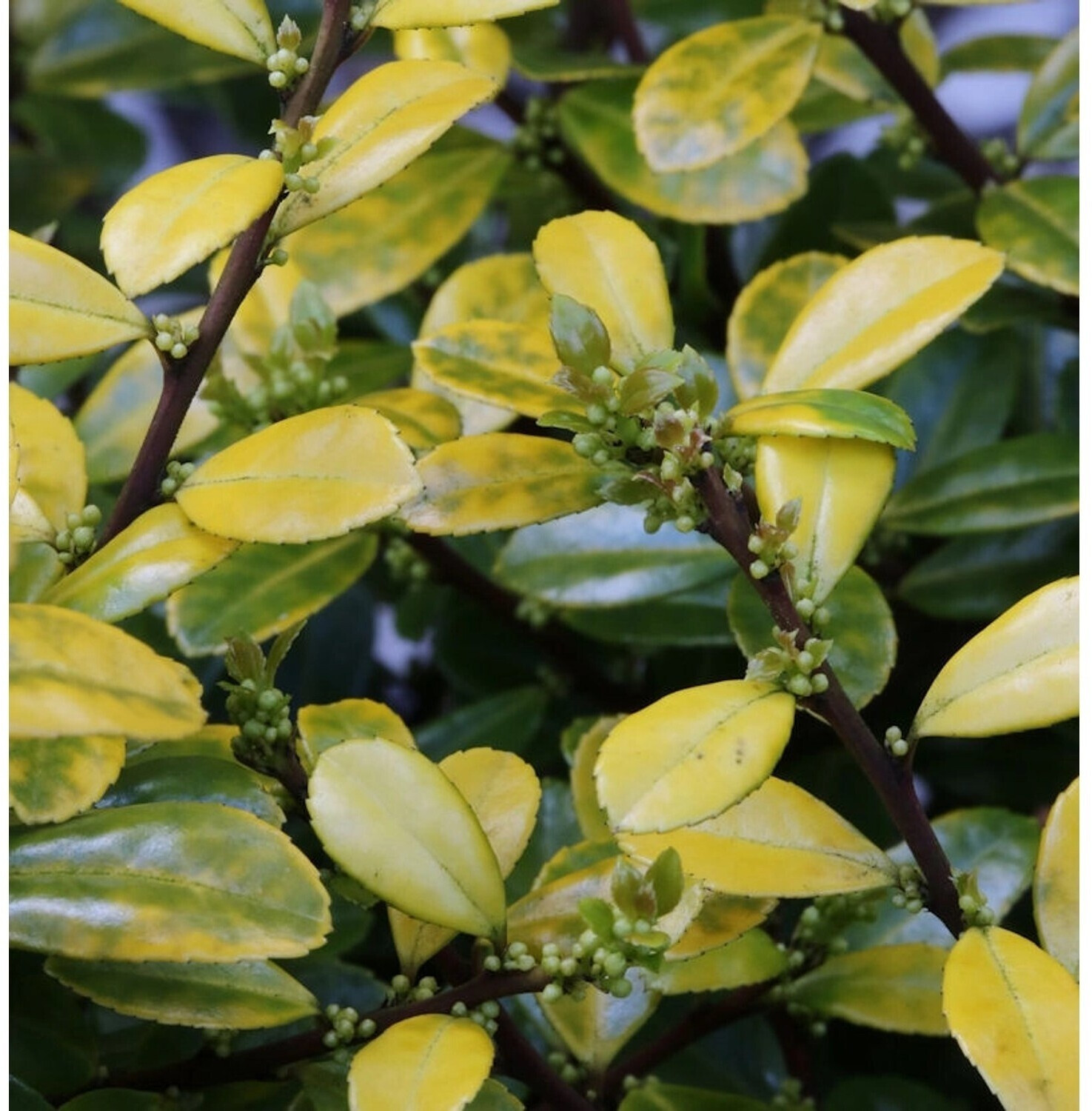 Hornbach Bergilex Stechpalme Golden Rock 6080cm ilex crenata ab 54