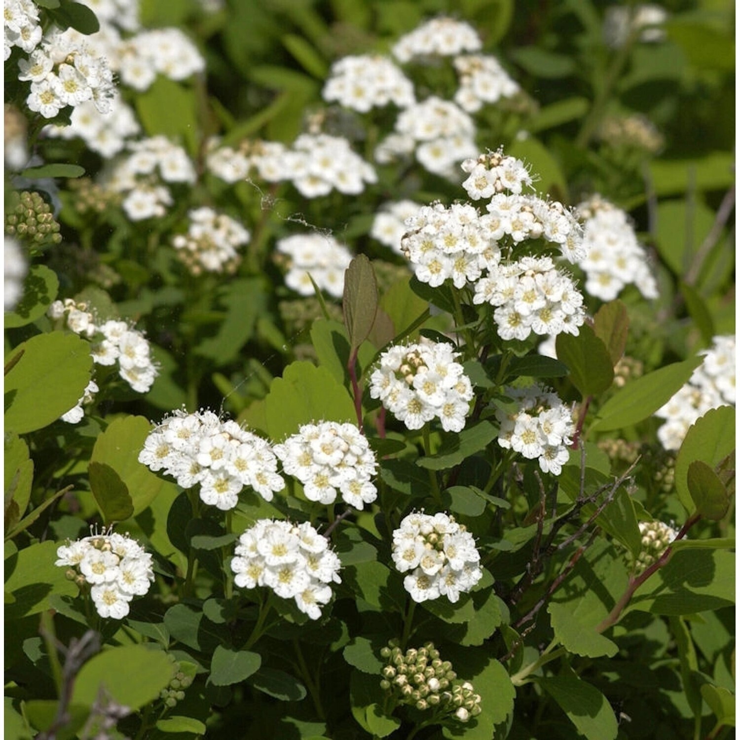 Hornbach Birkenblättrige Spiere Tor 3040cm Spiraea betulifolia ab 21