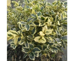 Hornbach Buntblättriger Buchsbaum 5060cm Buxus sempervirens ab 59,99