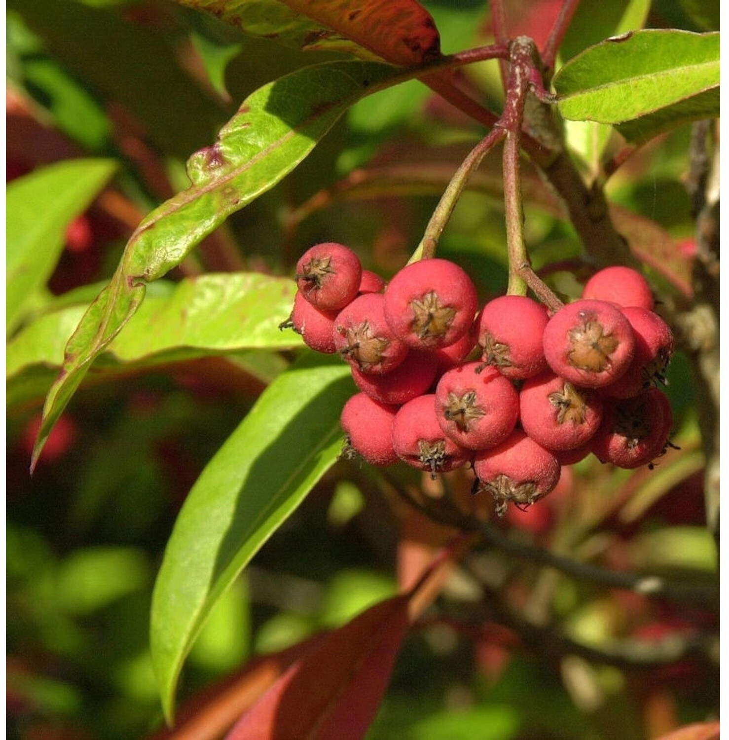 Hornbach DavidsGlanzmispel 100125cm Photinia davidiana ab 159,99