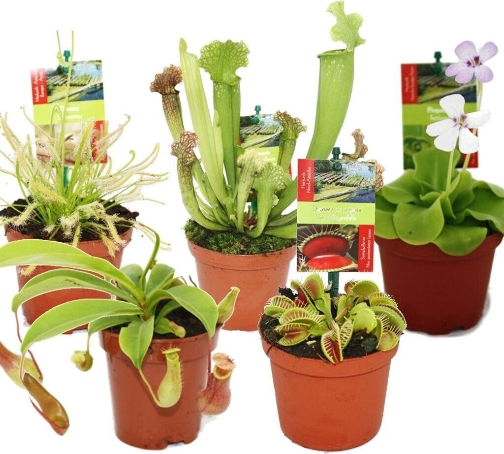 Exotenherz - Kinky-Duo – 2 Ficus Benjamini Kinky In Vaso 12 Cm, Pianta Verde E Bicolore Per Interni